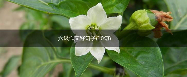 六级作文好句子(10句),第1张