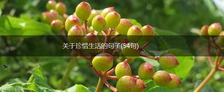 关于珍惜生活的句子(54句),第1张