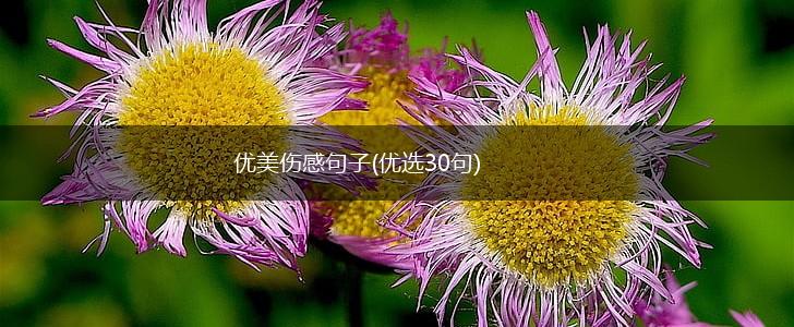 优美伤感句子(优选30句),第1张