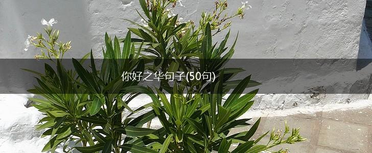 你好之华句子(50句),第1张