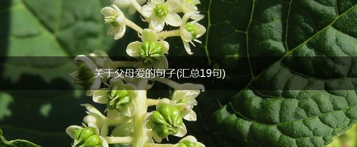 关于父母爱的句子(汇总19句),第1张