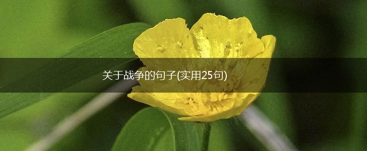 关于战争的句子(实用25句),第1张