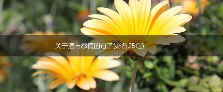 关于酒与感情的句子(必备25句),第1张