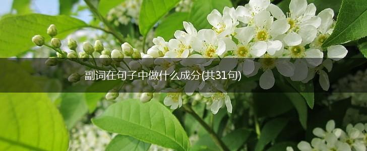 副词在句子中做什么成分(共31句),第1张