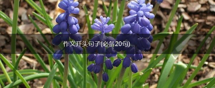 作文开头句子(必备20句),第1张