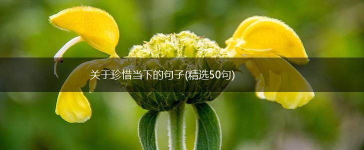 关于珍惜当下的句子(精选50句),第1张