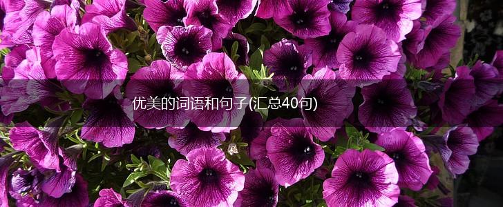 优美的词语和句子(汇总40句),第1张