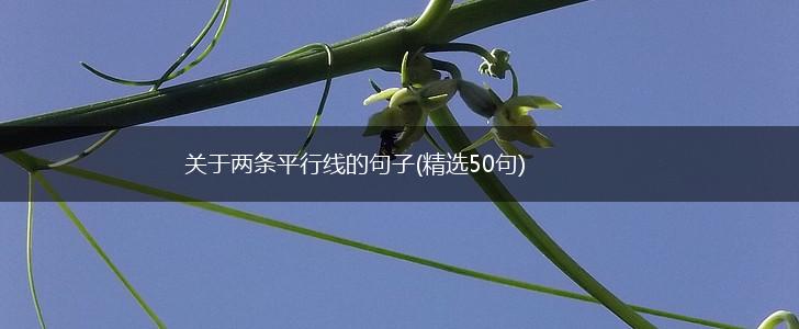 关于两条平行线的句子(精选50句),第1张