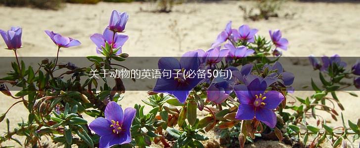 关于动物的英语句子(必备50句),第1张