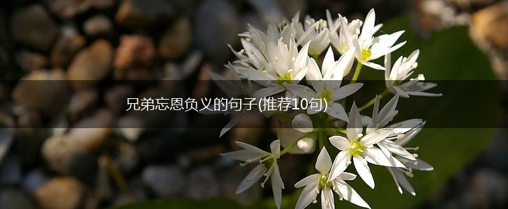 兄弟忘恩负义的句子(推荐10句),第1张