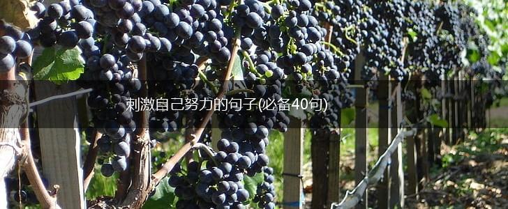 刺激自己努力的句子(必备40句),第1张