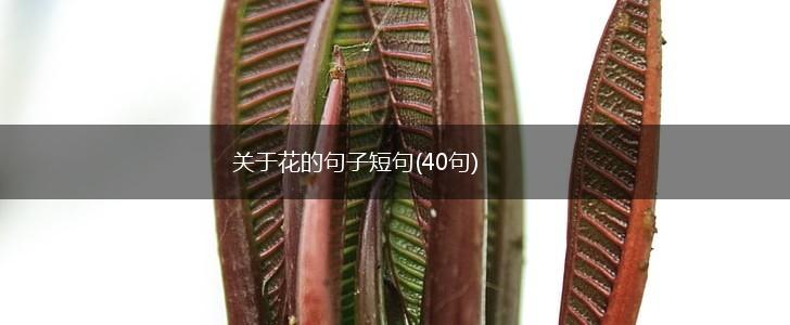 关于花的句子短句(40句),第1张