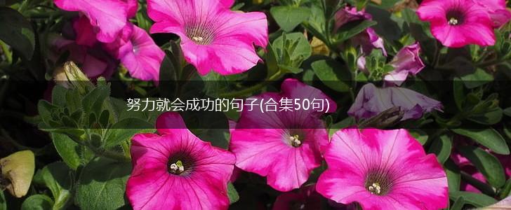 努力就会成功的句子(合集50句),第1张