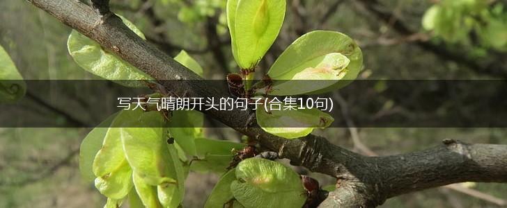 写天气晴朗开头的句子(合集10句),第1张