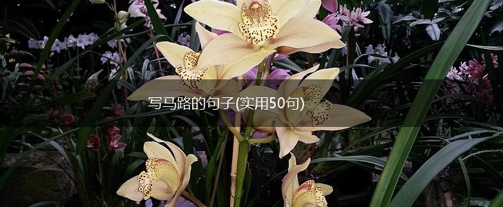 写马路的句子(实用50句),第1张