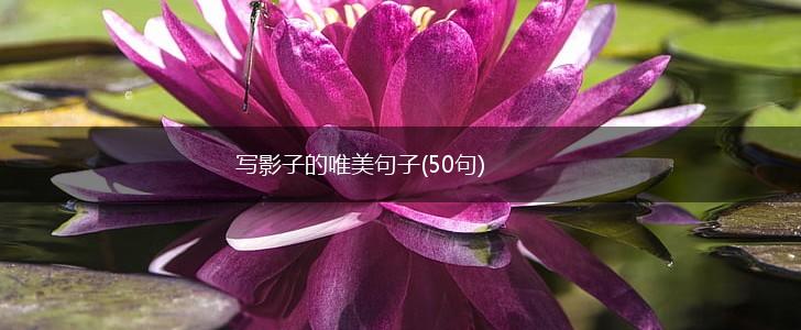 写影子的唯美句子(50句),第1张