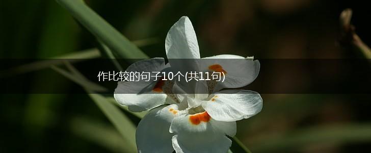 作比较的句子10个(共11句),第1张