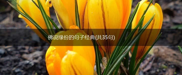 佛说缘份的句子经典(共35句),第1张