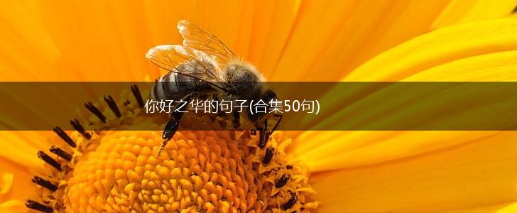 你好之华的句子(合集50句),第1张