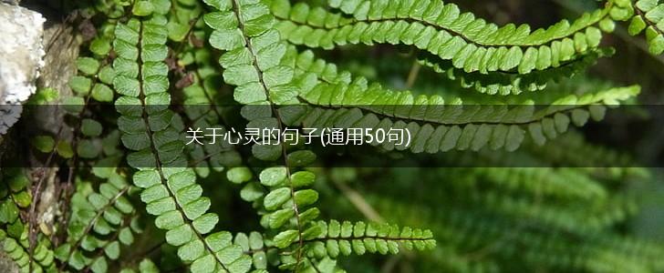 关于心灵的句子(通用50句),第1张
