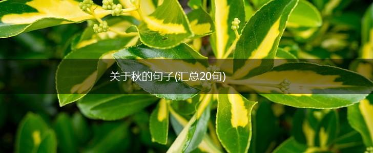 关于秋的句子(汇总20句),第1张