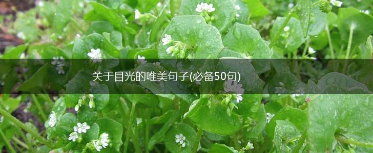 关于目光的唯美句子(必备50句),第1张