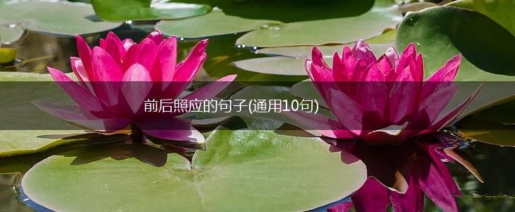 前后照应的句子(通用10句),第1张