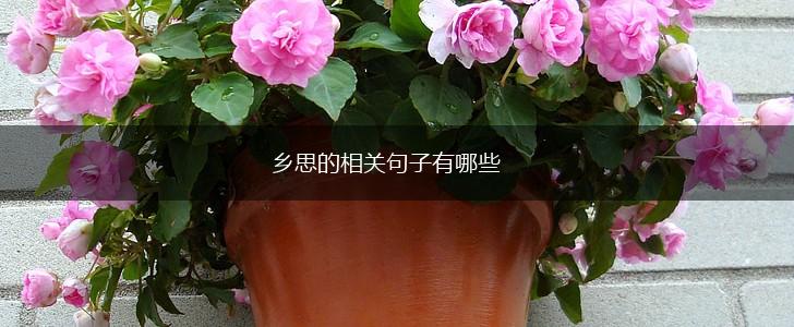 乡思的相关句子有哪些,第1张