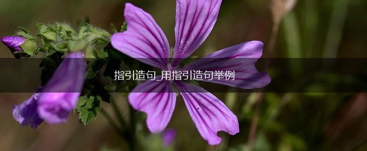 指引造句_用指引造句举例,第1张