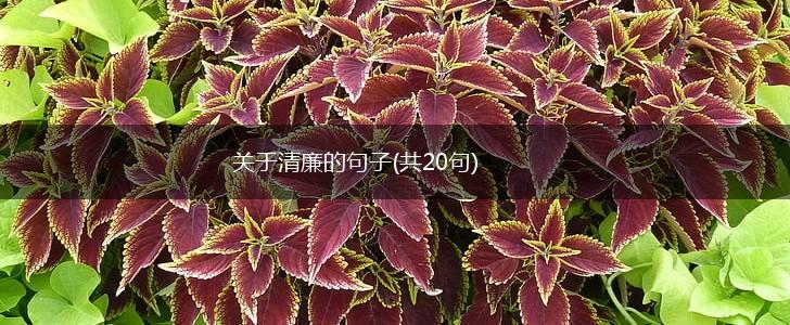 关于清廉的句子(共20句),第1张