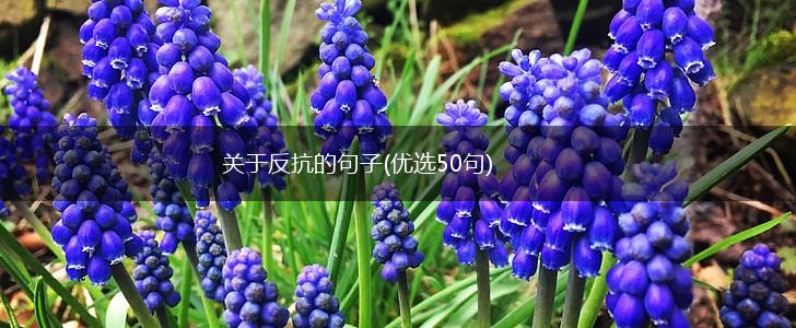 关于反抗的句子(优选50句),第1张