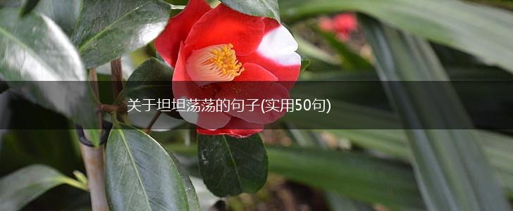 关于坦坦荡荡的句子(实用50句),第1张