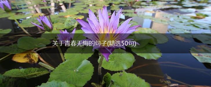 关于青春无悔的句子(精选50句),第1张