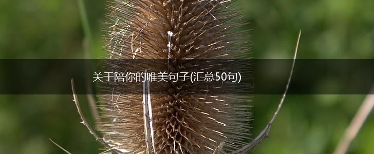 关于陪你的唯美句子(汇总50句),第1张