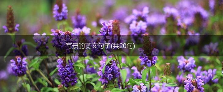 写景的英文句子(共20句),第1张