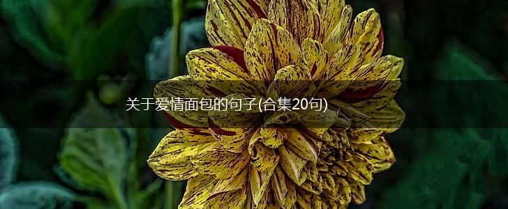 关于爱情面包的句子(合集20句),第1张