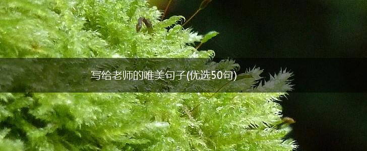 写给老师的唯美句子(优选50句),第1张