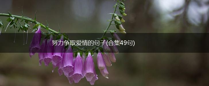 努力争取爱情的句子(合集49句),第1张