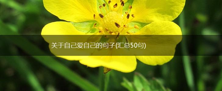 关于自己爱自己的句子(汇总50句),第1张