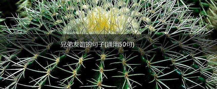 兄弟友谊的句子(通用50句),第1张