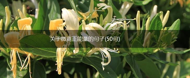 关于微商正能量的句子(50句),第1张