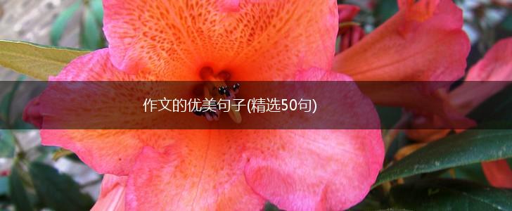 作文的优美句子(精选50句),第1张