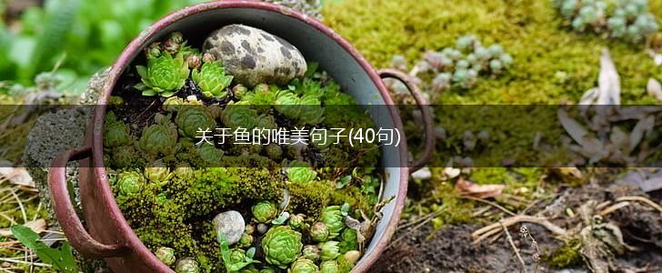 关于鱼的唯美句子(40句),第1张