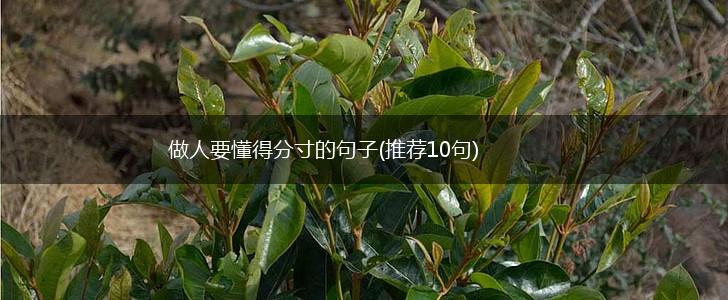 做人要懂得分寸的句子(推荐10句),第1张