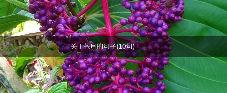 关于苍耳的句子(10句),第1张