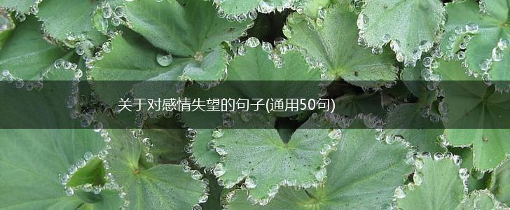 关于对感情失望的句子(通用50句),第1张