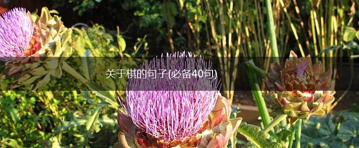 关于棋的句子(必备40句),第1张