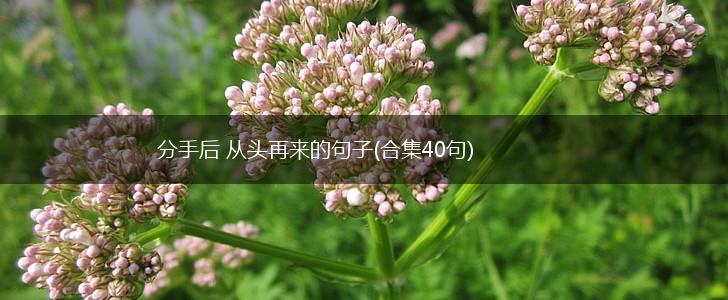 分手后 从头再来的句子(合集40句),第1张