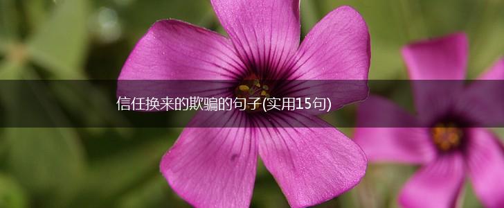 信任换来的欺骗的句子(实用15句),第1张