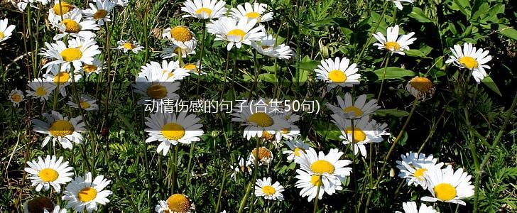动情伤感的句子(合集50句),第1张